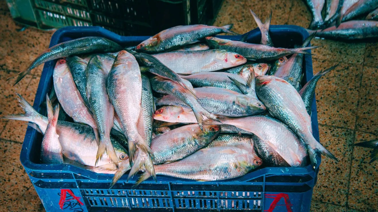 hilsa in the river